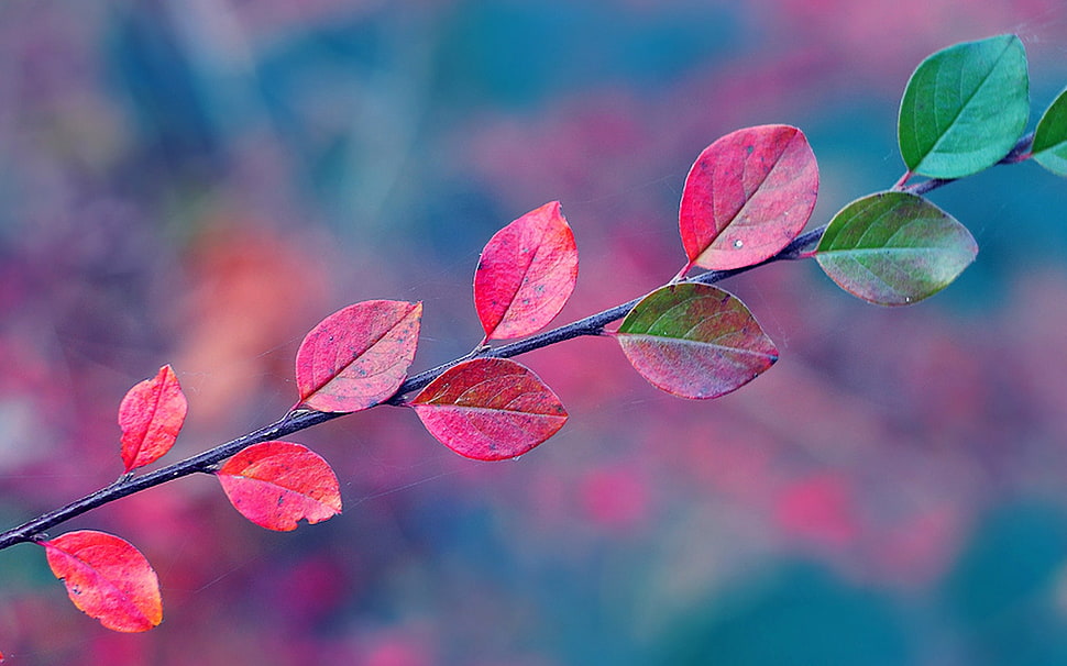 red and green leafed brance, macro, leaves HD wallpaper