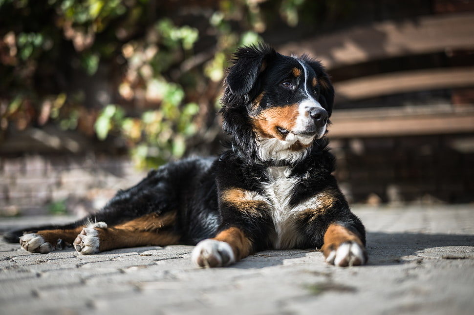 adult Bernese mountain dog HD wallpaper