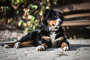 adult Bernese mountain dog