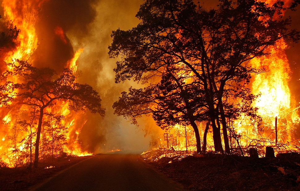 brown and white trees painting, fire, forest HD wallpaper