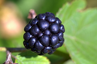 selective focus photography of purple fruit