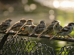 selective focus photo of eight sparrow birds