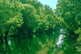 body of water, nature, river, green, trees