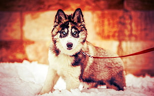 adult black and white Siberian Husky, dog, Siberian Husky  HD wallpaper