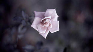 white Rose HD wallpaper