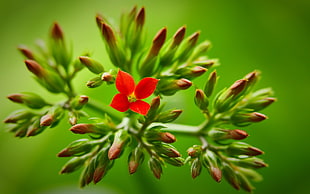 closeup photo of red Kalanchoe flower HD wallpaper