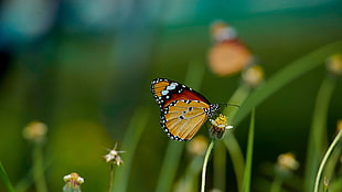 Monarch Butterfly perched on flower in selective focus photography HD wallpaper