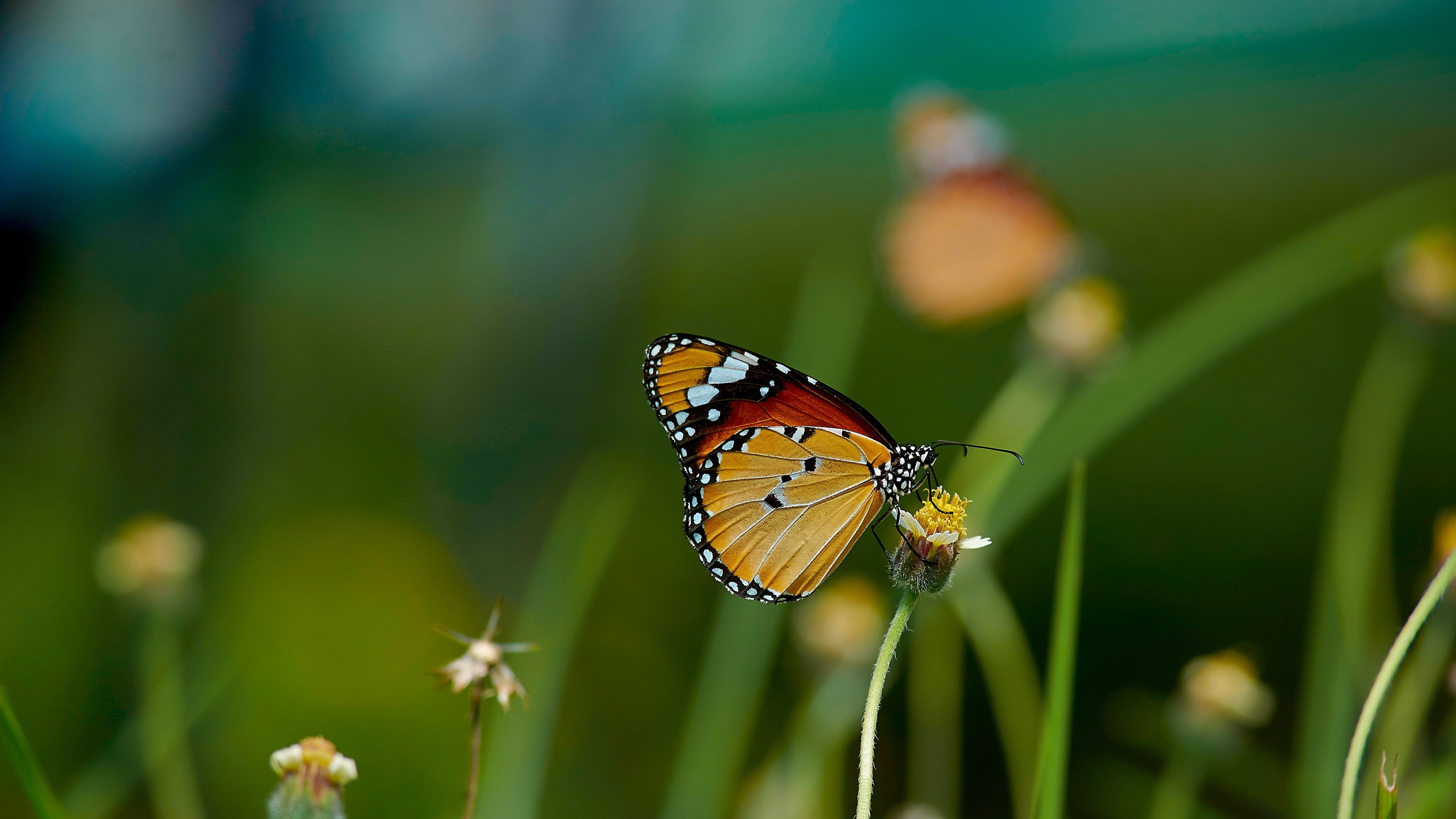 Monarch Butterfly perched on flower in selective focus photography
