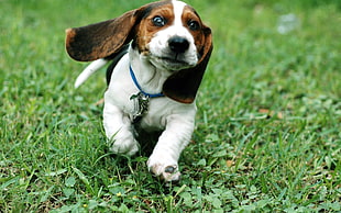 photo of tricolor Beagle on green grass field