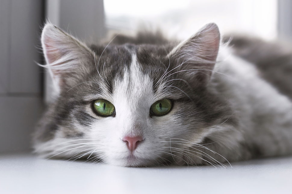 closeup photography of grey and white cat HD wallpaper