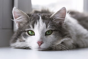 closeup photography of grey and white cat