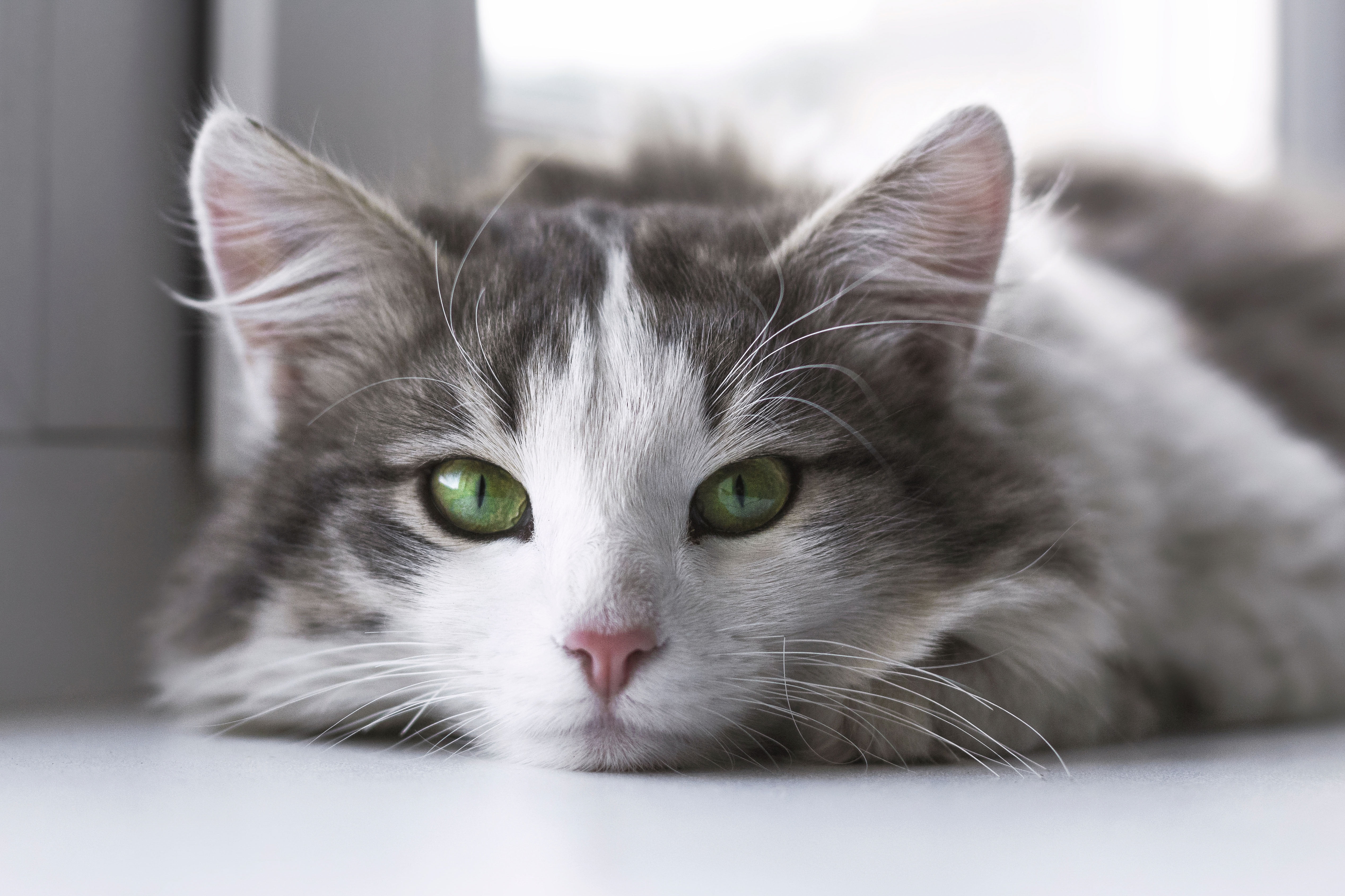 Closeup photography of grey and white cat HD wallpaper | Wallpaper Flare
