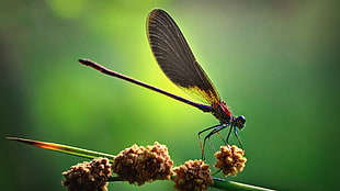 red and yellow dragonfly in yellow flower