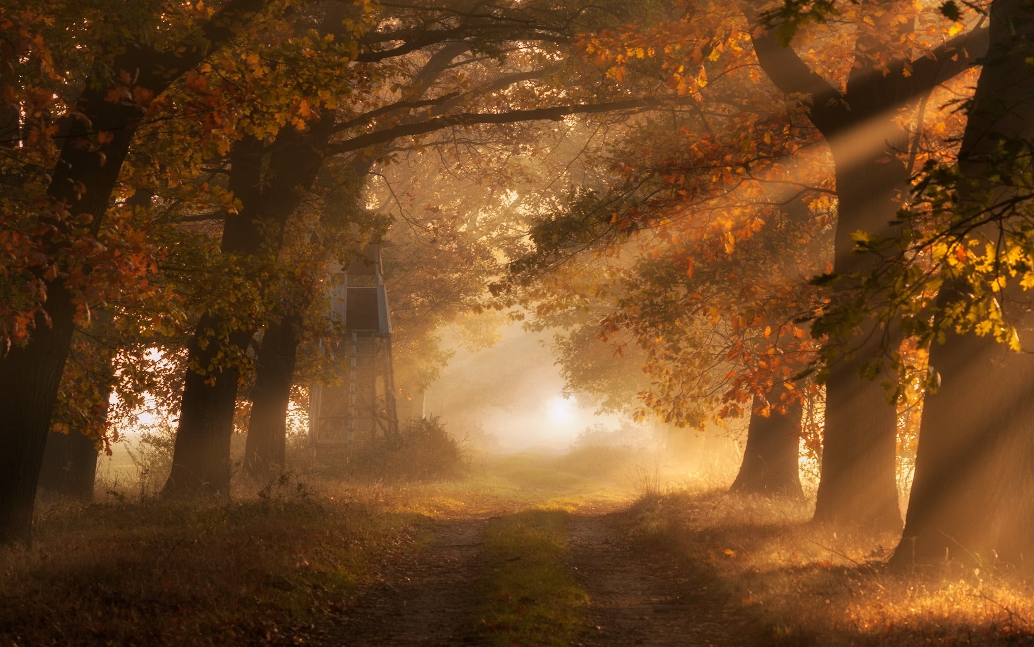 brown and white tree painting, nature, landscape, morning, sun rays