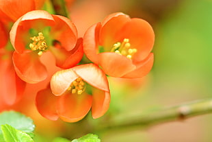 pink petaled flower in closeup photography, flowering quince