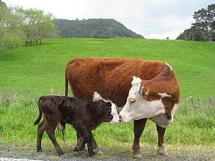 brown and white cattle with calf, cow, baby animals, animals, field