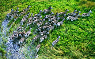 lot of zebra