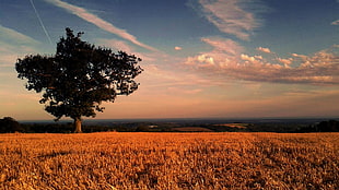 landscape photo during golden hour HD wallpaper