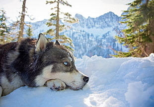 gray Siberian husky, mountains, animals, snow, Siberian Husky  HD wallpaper