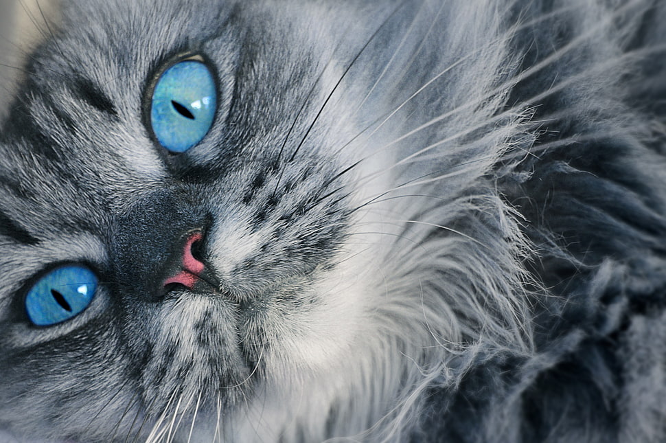 Gray Persian cat, Cat, Muzzle, Blue-eyed HD wallpaper | Wallpaper Flare