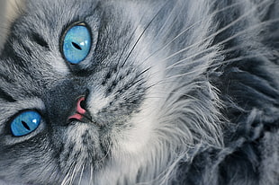 gray Persian cat, Cat, Muzzle, Blue-eyed