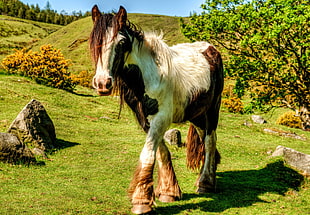 white and black horse standing on green grass field