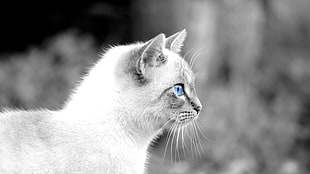 gray cat, cat, animals, blue eyes, selective coloring HD wallpaper