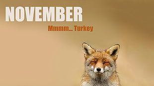 cat quote board, fox, animals, November 