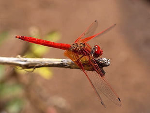 selective photography of Roseate dragonfly on tree branch