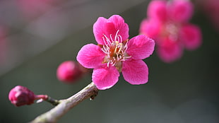 pink Cherry Blossoms HD wallpaper