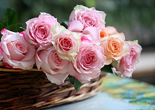 pink Roses in basket closeup photography at daytime