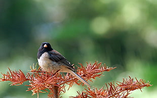 black and white bird perched on brown leaf