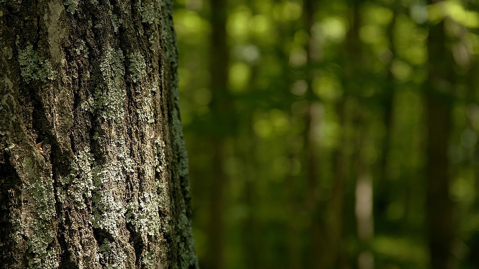 brown tree, nature HD wallpaper