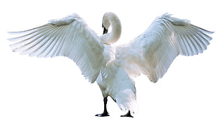 white swan HD wallpaper