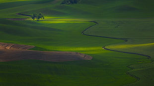 green grass field