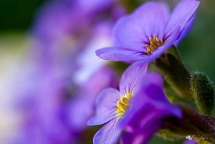 macro shot photography of purple flowers under sunny sky, coucou