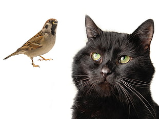 black cat and brown Sparrow