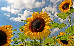 yellow sunflowers, sunflowers, nature, clouds, plants