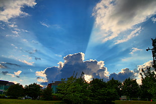 green leafed tree, sky HD wallpaper