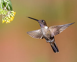 brown and gray hummingbird, inca