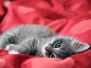 silver Tabby kitten lying sideways on red textile