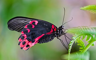 close up photo of common Rose butterfly on green leaf