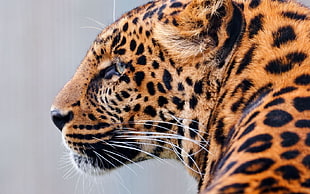 Leopard side-view photo HD wallpaper