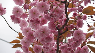 pink flower lot