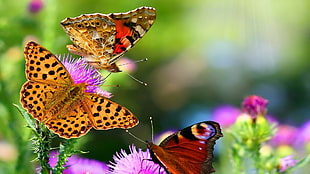 selective focus photograph of three butterflies on pink Thistle flower HD wallpaper