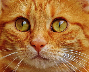 closeup photography of orange Tabby Cat