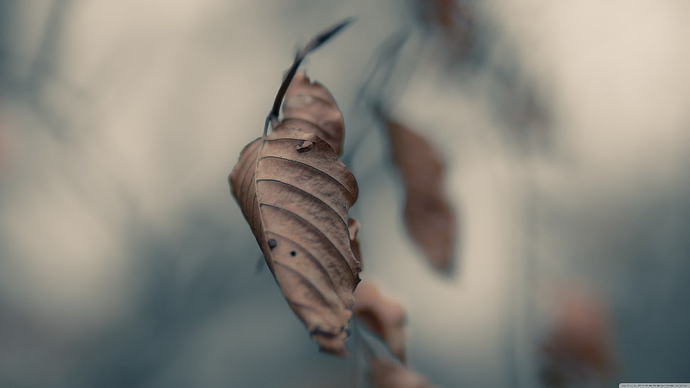 selective photography of dried leaf, nature, leaves HD wallpaper