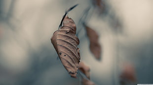 selective photography of dried leaf, nature, leaves