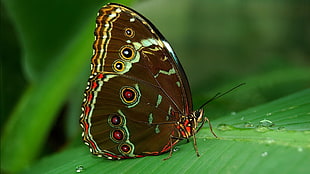 red and white butterfly