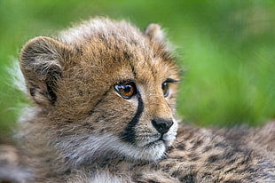 Cheetah cub on green grass during daytime HD wallpaper